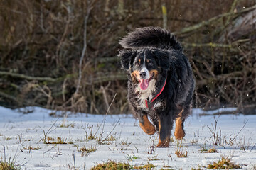 Berner Sennenhund im Schnee.