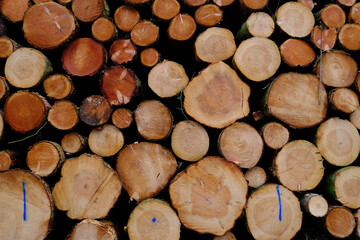 Baumscheiben mit verschiedenen Durchmessern