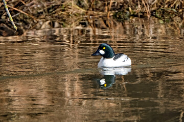 Schellente ( Bucephala clangula ) 