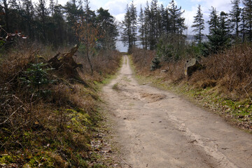 Ein Sandweg führt durch eine junge Baumanpflanzung