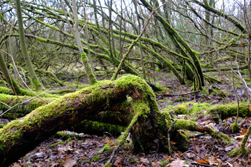 Vermooste Baumst&auml;mme in einem naturbelassenen Wald