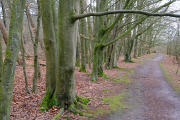 Waldweg an Rande eines Forstes