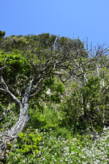 枯れ木と新緑　春の海べ　春の海岸
