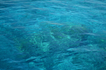 Coral reef in shallow water shines through the water of the Red Sea. Ecosystem and environment. Egypt. Near Sharm El Sheikh