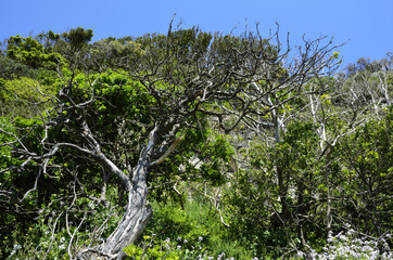 枯れ木と新緑　春の海べ　春の海岸