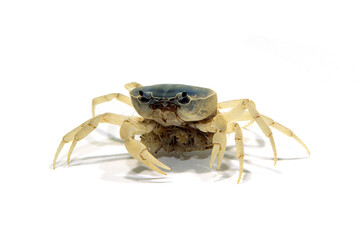 サワガニ　子ガニを抱えたメス　白バック