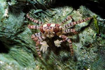 キンチャクガニ