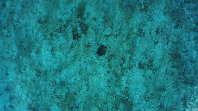 Indian Ocean from above with a turtle #2