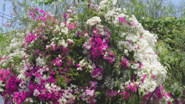 close-up of white and pink roses on a tree in the daytime in 4K