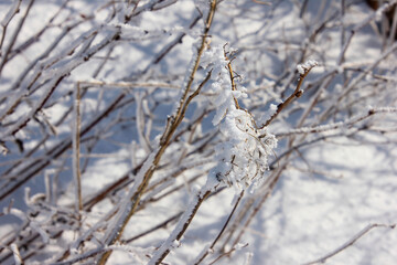 Snowy branches with blanket of snow