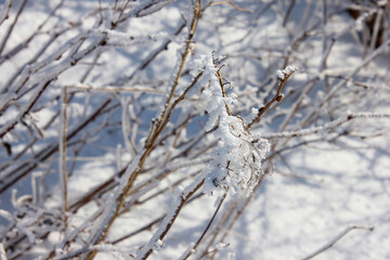 Snowy branches with blanket of snow
