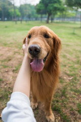 Fototapeta premium Reaching out to touch the face of the Golden Retriever