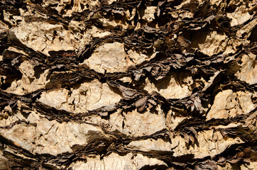 ヤシの木肌　グラフィック素材