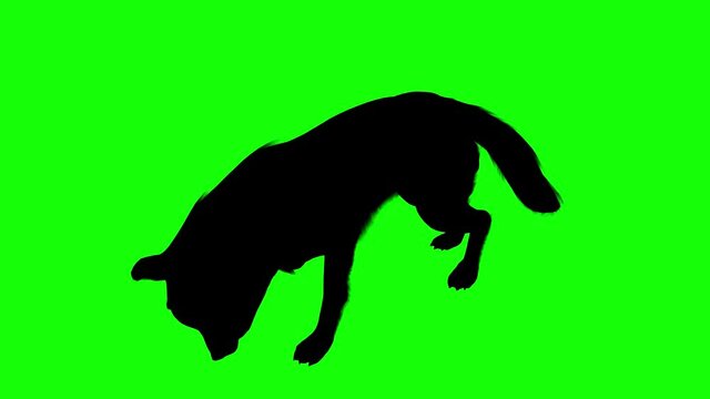Silhouette of a wolf eating, on green screen, perspective view. Animal silhouettes seamless loop 3D animation.