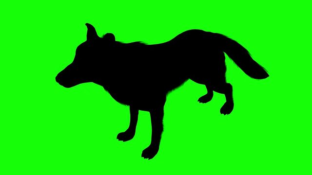 Silhouette of a wolf howling, on green screen, perspective view. Animal silhouettes seamless loop 3D animation.