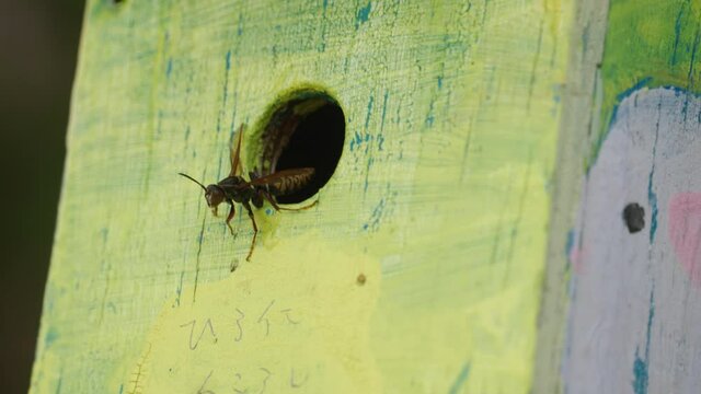 Asian Giant Hornet In A Wooden Hole During Daytime In Tokyo, Japan. - Close Up Shot