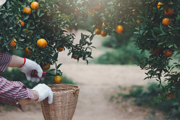 Gardener harvesting ripe oranges at tangerine garden