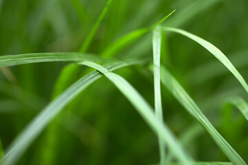 Leaves of micro grass