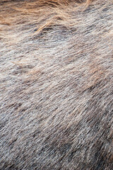 Close-up deer fur texture.