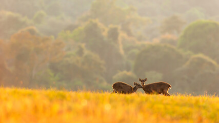 Mother hog deer and fawn graze on green grassland.