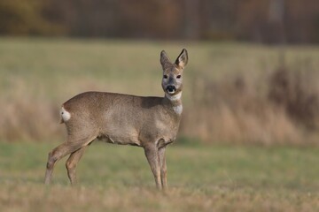 Naklejka na ściany i meble Beautiful roe deer in nature habitat. Capreolus capreolus. Spring in the nature. 