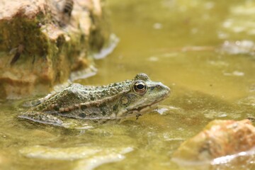 Mars frog sitting in the pond. Pelophylax ridibundus. Frog in the nature habitat.