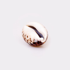 Natural sea shell isolated on a white background