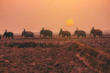Silhouette of Asian safari elephants and mahouts in Thailand at the sunrise in the morning walking at the field of elephant village.