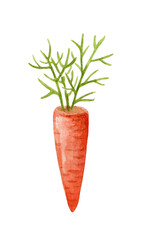 Carrot watercolor 1