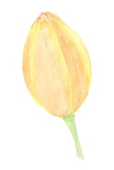 an unopened yellow tulip bud is painted in watercolor
