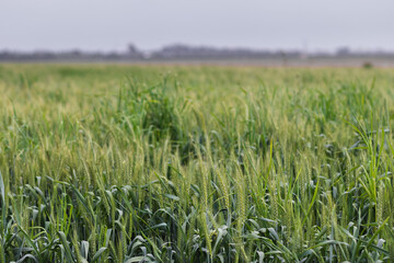 A wheat field that is still green in mid-winter, cloudy skies