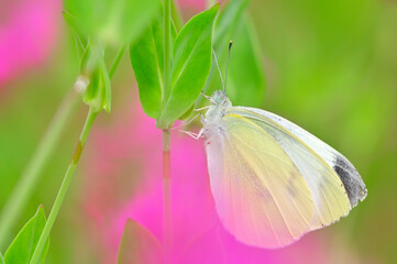 モンシロチョウ