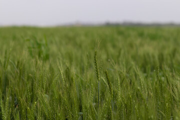 wheat in a field, a dark winter day