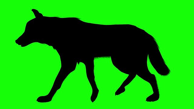 Silhouette of a wolf walking, on green screen, side view. Animal silhouettes seamless loop 3D animation.