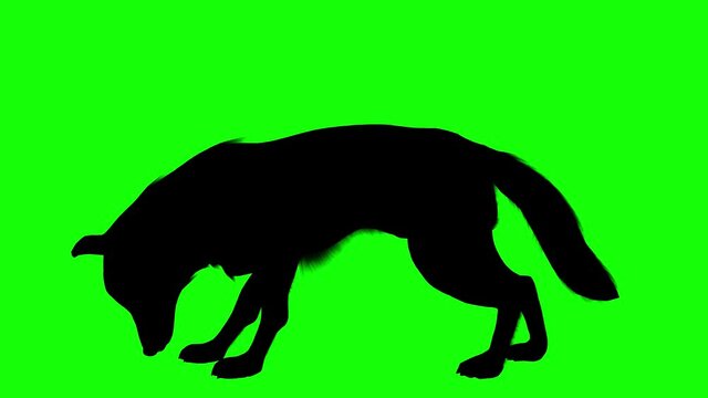 Silhouette of a wolf eating, on green screen, side view. Animal silhouettes seamless loop 3D animation.