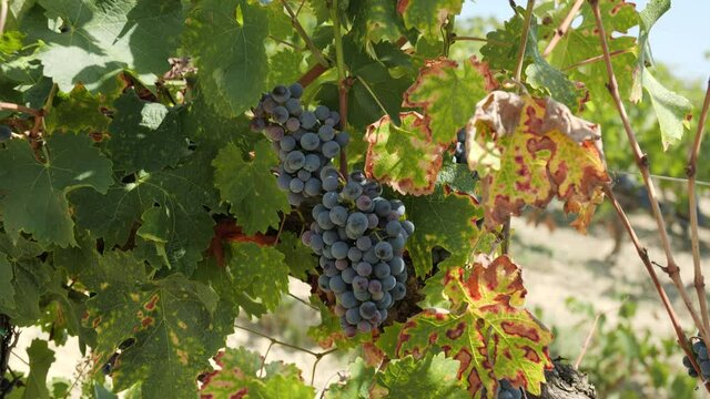 Red Wine Grapes Growing In A Vineyard Ready For Harvesting In Italy, Tilt From Leaves To Grapes, Sunny Day