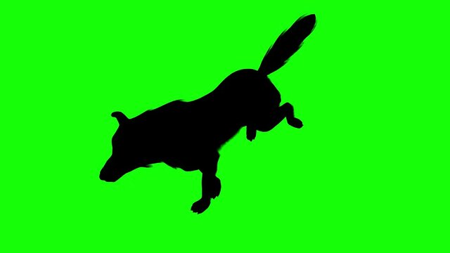 Silhouette of a wolf running, on green screen, perspective view. Animal silhouettes seamless loop 3D animation.