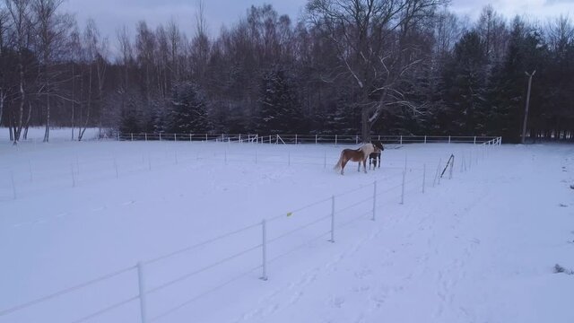 Two horses standing in a paddock during winter. Snow covering the ground. Aerial.