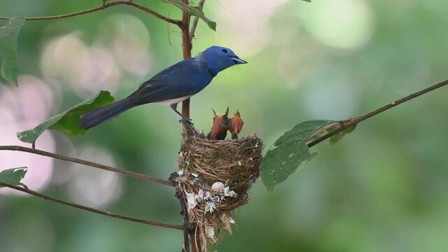 Black-naped Monarch, Hypothymis azurea, Kaeng Krachan National Park, Thailand; a male bird delivers food to its nestlings then looks around and chirps during a windy afternoon in the jungle.