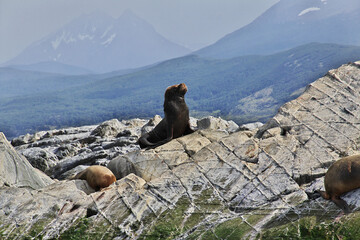 Seals on the island in Beagle channel close Ushuaia city, Tierra del Fuego, Argentina