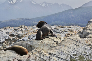 Seals on the island in Beagle channel close Ushuaia city, Tierra del Fuego, Argentina