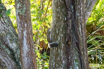 squirrel on the ground with fall leaves around