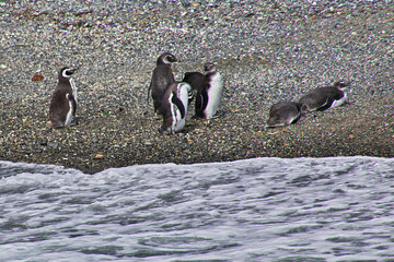 Obraz premium Penguins on the island in Beagle channel close Ushuaia city, Tierra del Fuego, Argentina