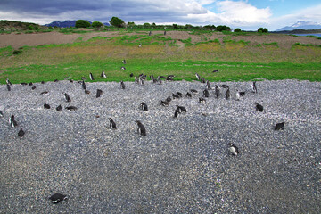 Penguins on the island in Beagle channel close Ushuaia city, Tierra del Fuego, Argentina