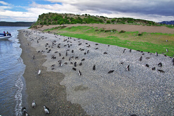 Penguins on the island in Beagle channel close Ushuaia city, Tierra del Fuego, Argentina