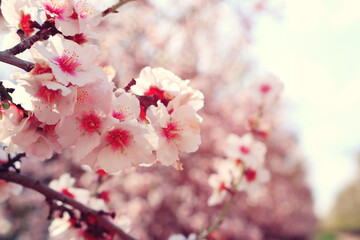 background of spring cherry blossoms tree. selective focus