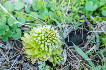 花が咲いたふきのとう