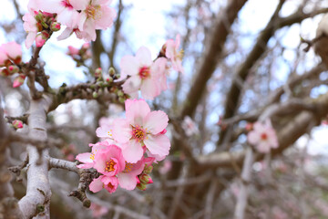 background of spring cherry blossoms tree. selective focus