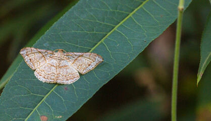 Butterfly in natural habitat close to Chapada Dos Guimaraes in Mato Grosso, Brazil