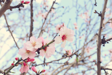 background of spring cherry blossoms tree. selective focus